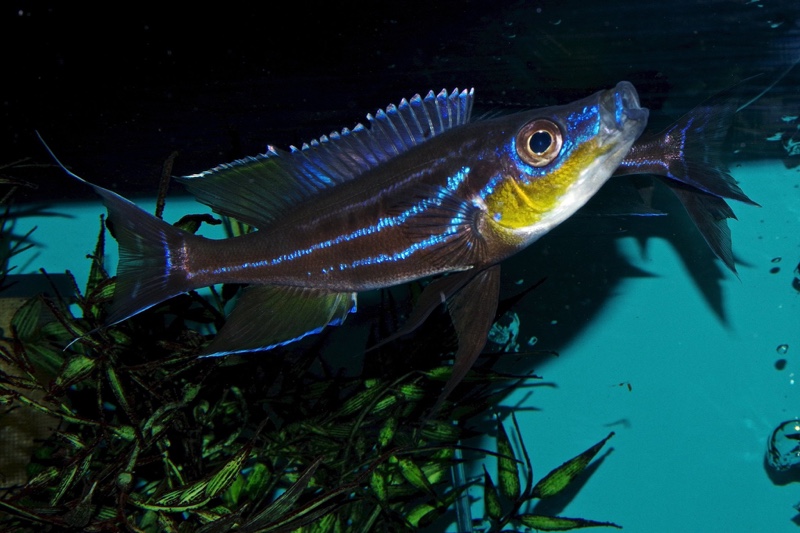 Benthochromis horii 'Kala Island'